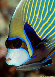 Emperor angelfish, Pomacanthus imperator with a common or... by Anouk Houben 